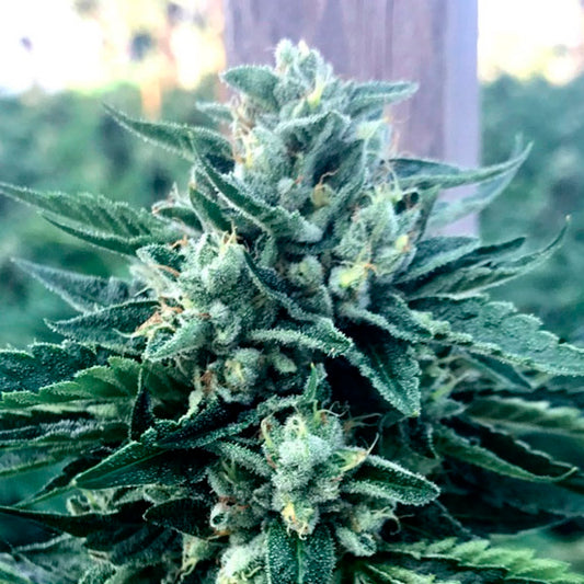 Cinnamon Buddha 10 ud Humboldt Seed Organization