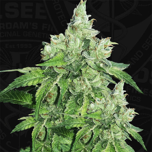 Citron Givre  5 u. fem. T.H. Seeds