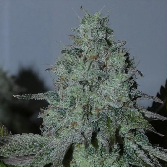 Citrus Hashquake 5+2 Bask Triangle Farms