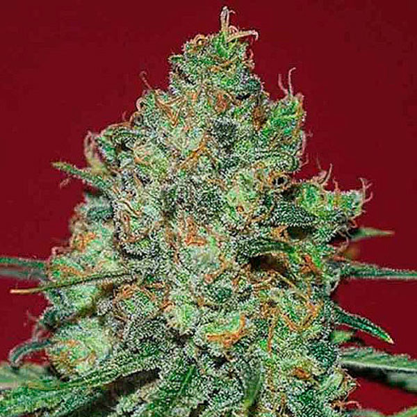 Clinical White CBD 3 fem. seeds Expert Seeds