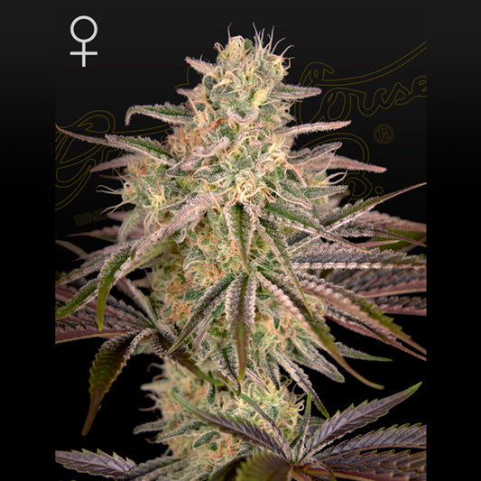 Cloudwalker 1 female unit. Greenhouse