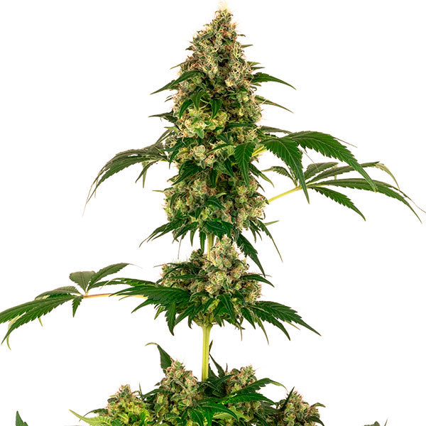 Cobalt Haze  1 u. fem. Sensi Seeds