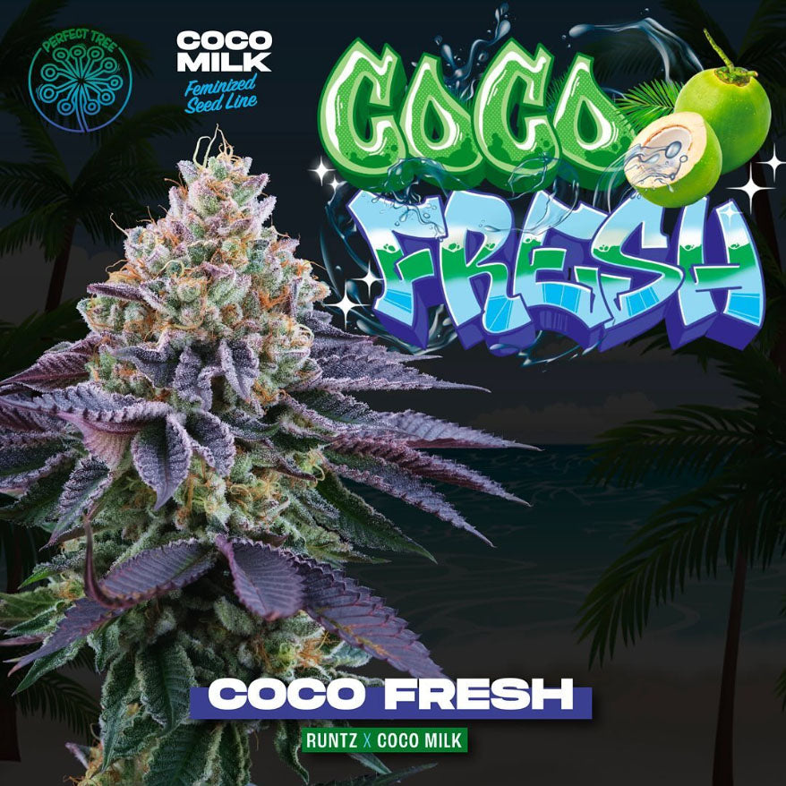 Coco Fresh 6 pc. fem Perfect Tree