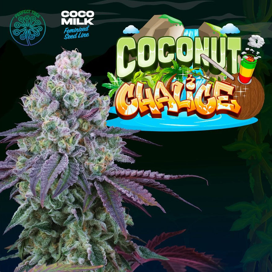 Coconut Chalice 6 female seeds Perfect Tree