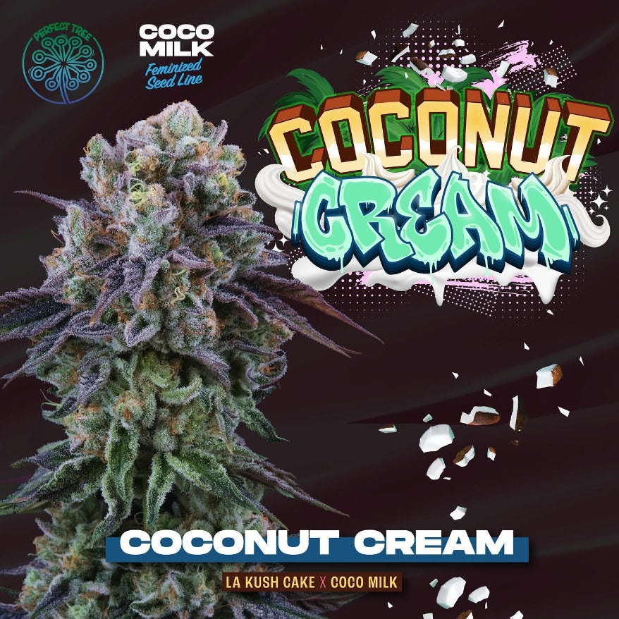 Coconut Cream 6 fem. Perfect Tree