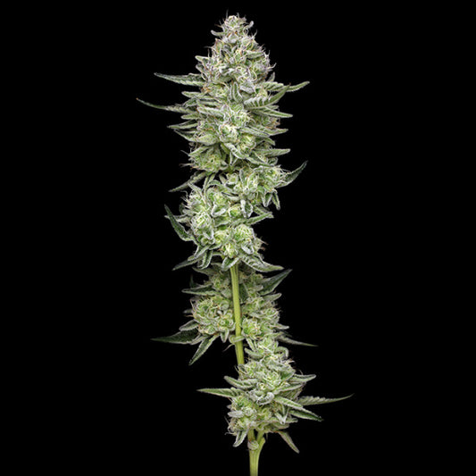 Collieman Kush 5 ud. fem Humboldt Seeds Company