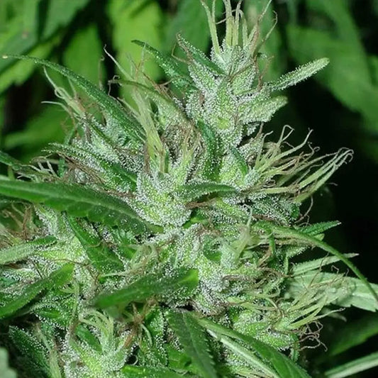 Congo   5 u. Regular Ace Seeds