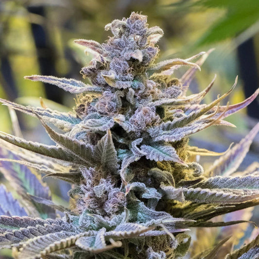 Cookielato 10 ud Silent Seeds