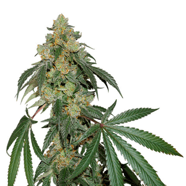Cookies Fast fem. 5 u. Seedstockers