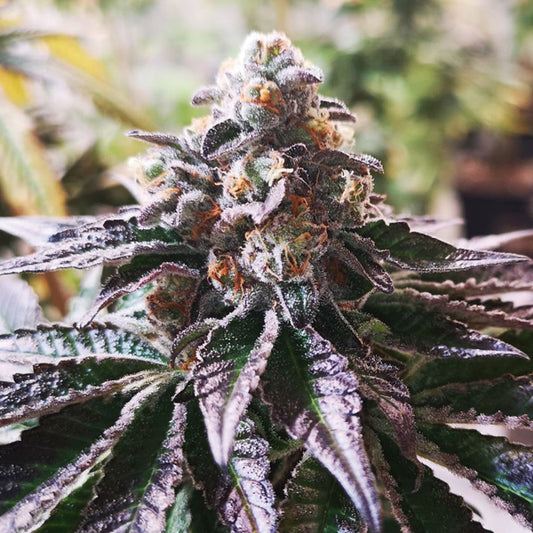 Cookies Purple Punch 10 u. fem. Medical Seeds