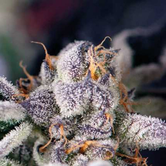 Cookies USA 7 unità. Reg. Pyramid Seeds