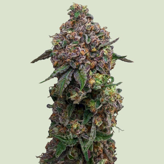 Cosmic Cheddar F1 - 5 unità fem. Royal Queen