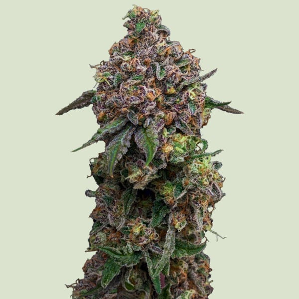 Cosmic Cheddar F1 - 10 u. fem. Royal Queen