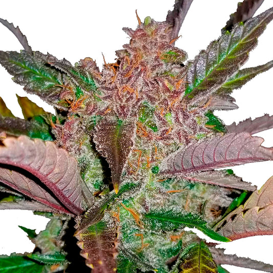 Cream Cookies Auto 1 pc. fem. FastBuds Seeds