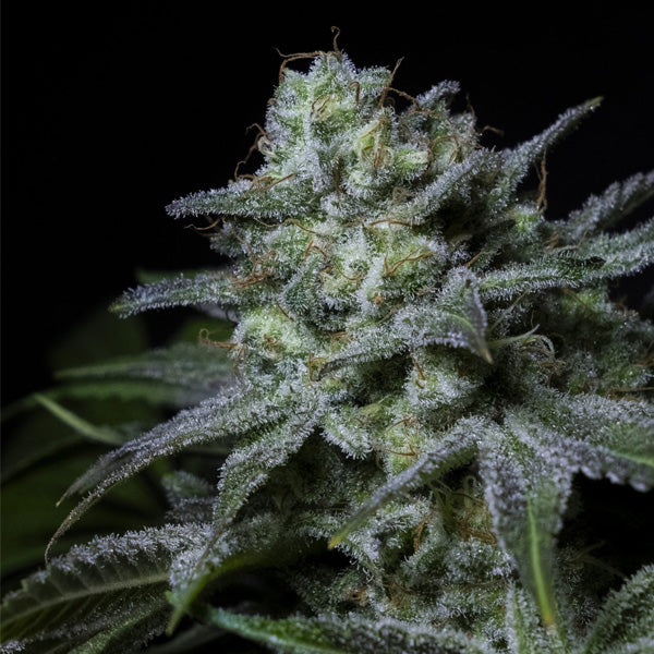 Cream Kong 5 pz. fem. Positronics Seeds