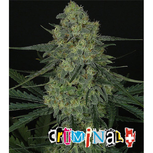 Criminal  5 u. fem. Ripper Seeds