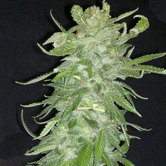 Cristal Paradise 5 pz. fem. KC Brains
