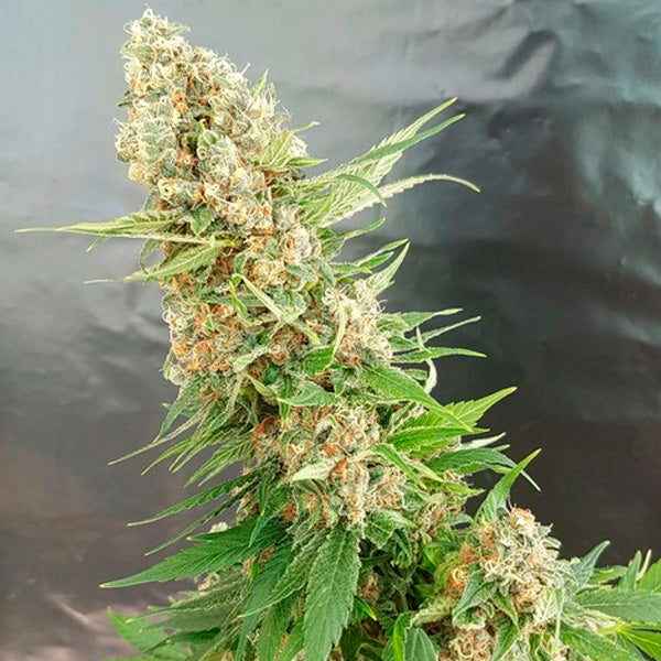 Critical Gorilla 3 u. fem. Expert Seeds