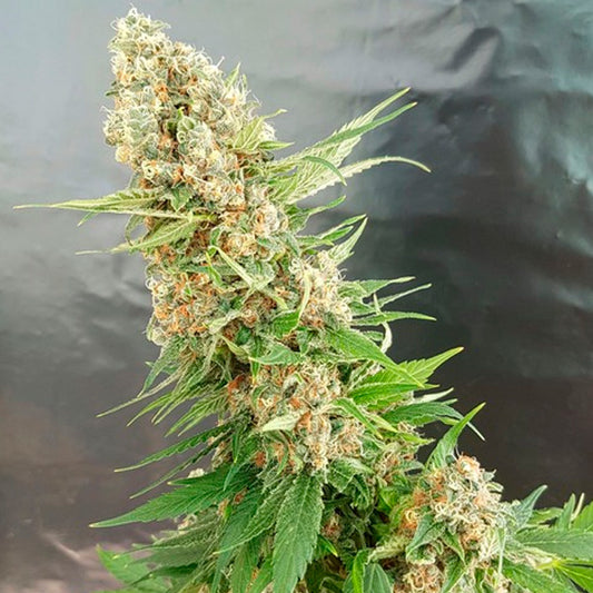 Critical Gorilla 3 u. fem. Expert Seeds