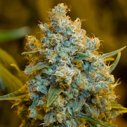Critical Jack  3 ud Silent Seeds