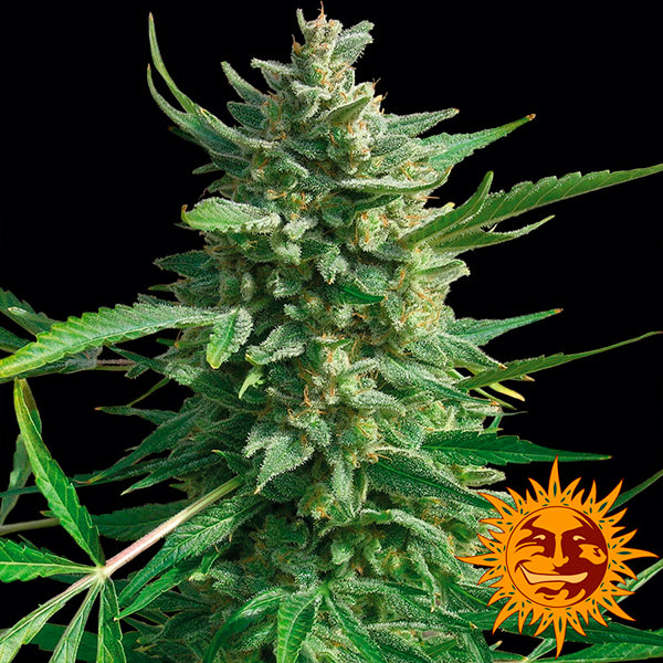 Critical Kush 5 u. fem. Barney's