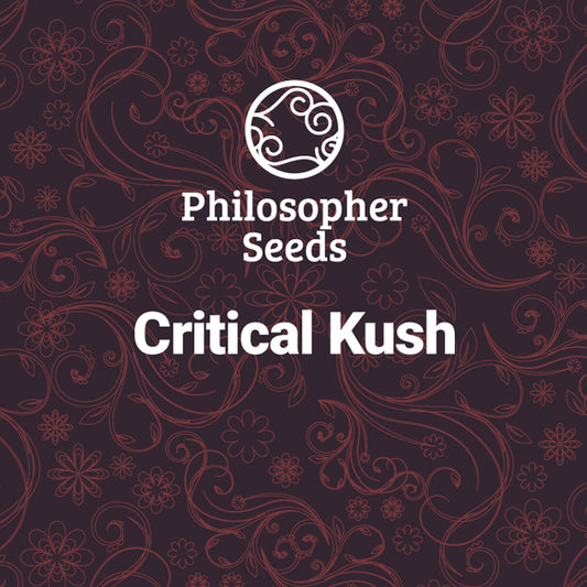 Critical Kush 3 u fem Philosopher