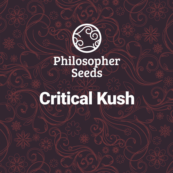 Critical Kush 5 u fem Philosopher