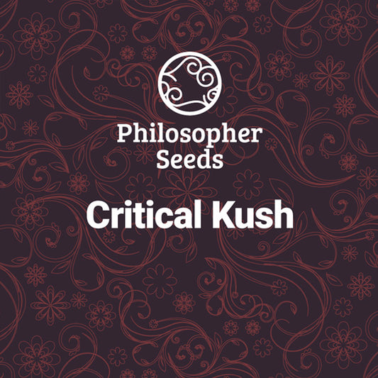 Critical Kush 5 u fem Philosopher