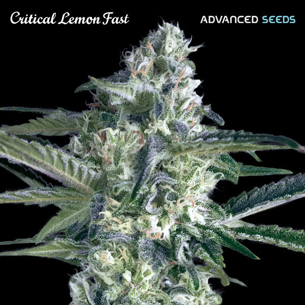 Critical Lemon Fast 25 pcs. fem. Advanced Seeds