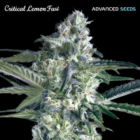 Critical Lemon Fast 100 u. fem. Advanced Seeds