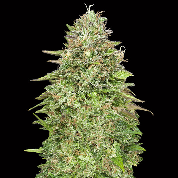 Critical Poison Fast 25 pcs. fem. 00 Seeds
