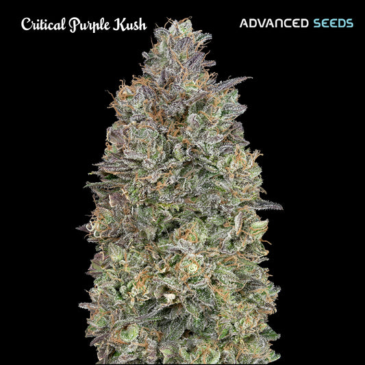 Critical Purple Kush 3 + 1 pc. fem. Advanced Seeds