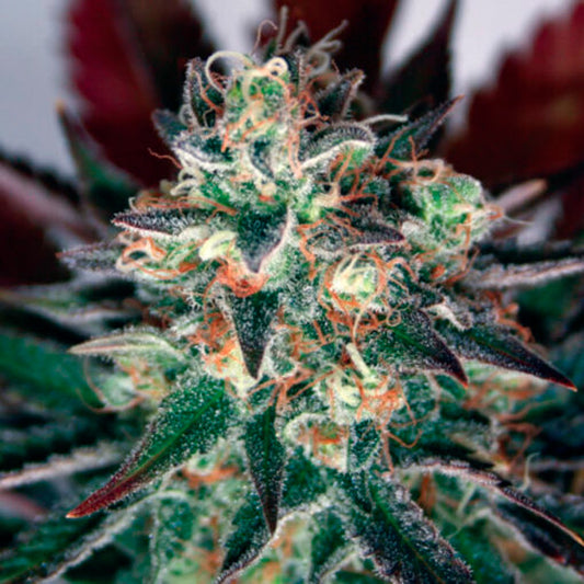 Critical Relief CBD  1 u. fem. Garden of Green Seeds