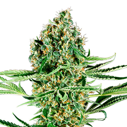 Critical Runtz  3 u. fem. Sensi Seeds Research