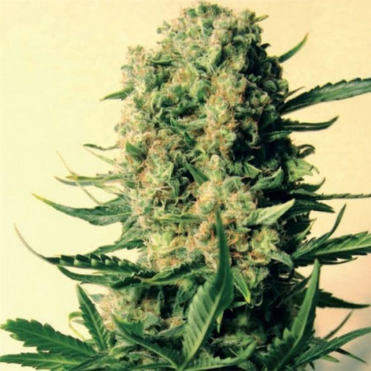 Critical Skunk 15 u. reg. Mr. Nice