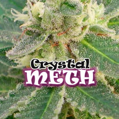 Crystal M.E.H.T. 2 u. fem. Dr Underground