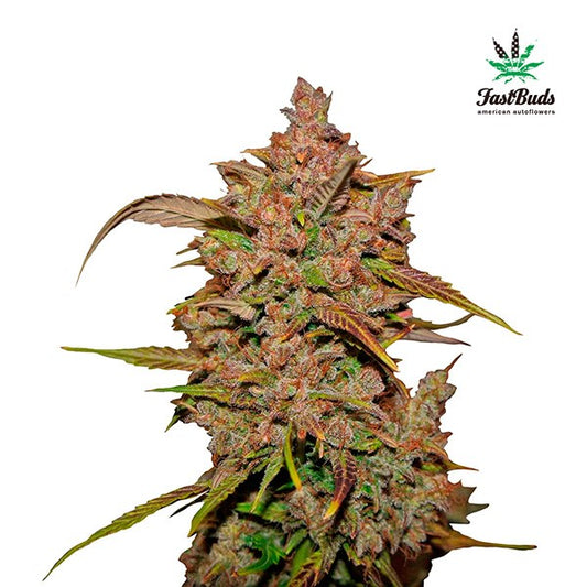 Crystal Meth Auto 5 pk. fem. FastBuds Seeds