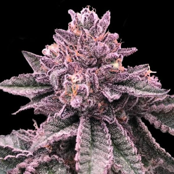 DNA Cake  3 u. fem. DNA Genetics