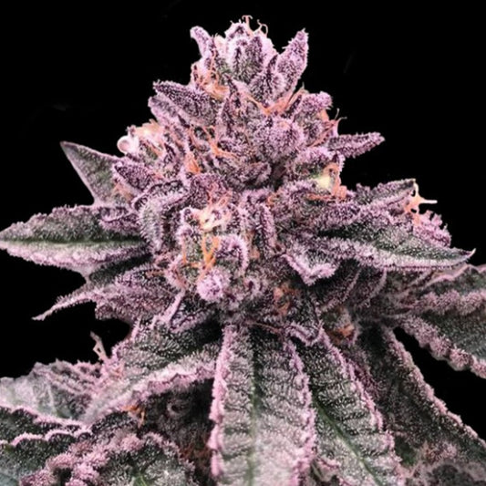 DNA Cake  3 u. fem. DNA Genetics
