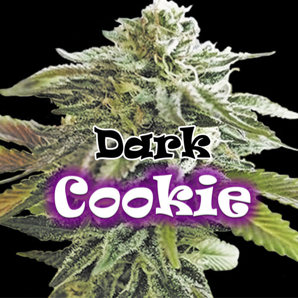 Dark Cookie 2 u. fem. Dr Underground