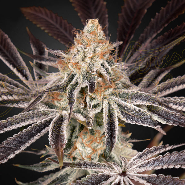 Dark Phoenix 5 pcs. fem. Green House