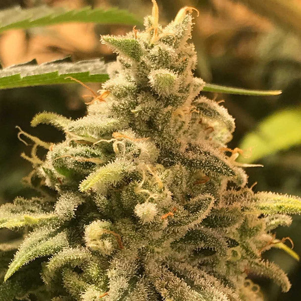 Deadcheese 3 pz fem R-Kiem Seeds