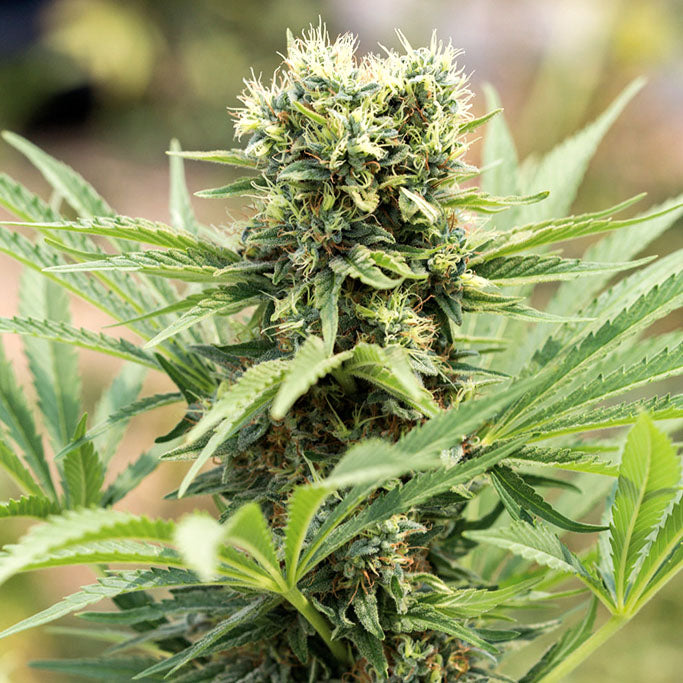 Dedoverde Haze 10 pc Humboldt Seed Organization