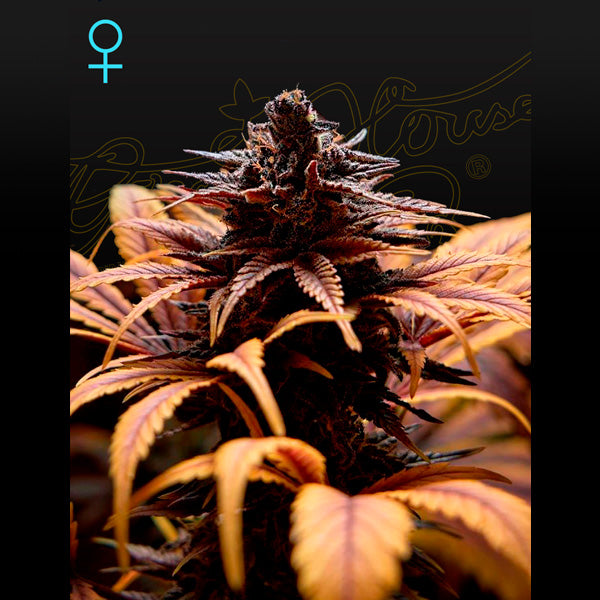Deep Candy 10 fem. seeds Green House