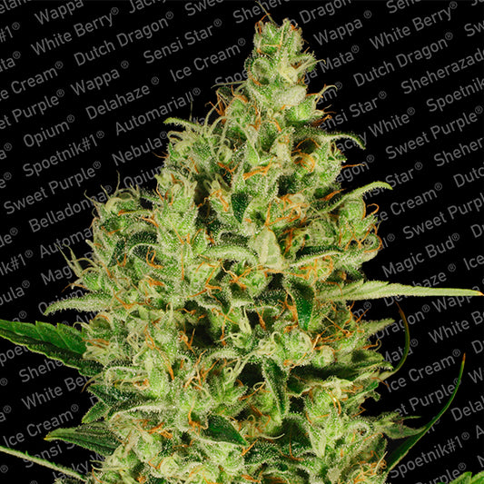 Delahaze 3 u. fem. Paradise Seeds