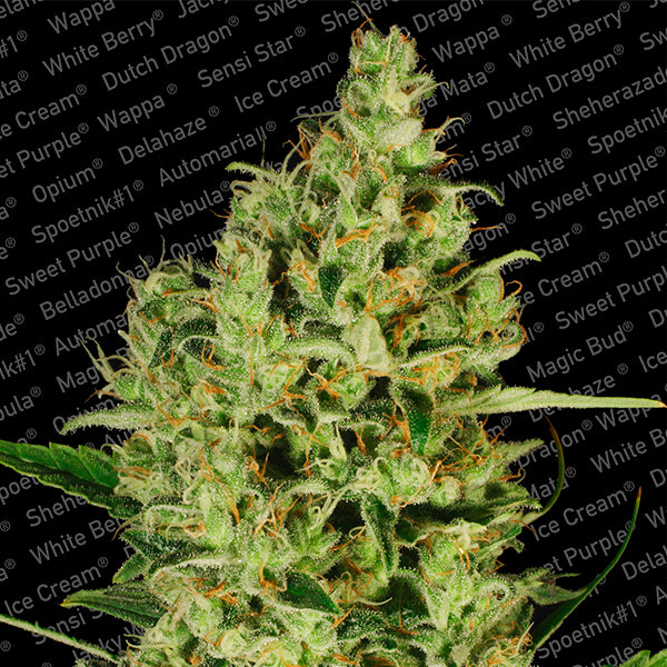 Delahaze 10 u. fem. Paradise Seeds