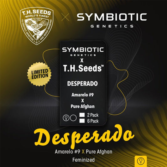 Desperado 2 u. fem. T.H. Seeds X Symbiotic Genetics