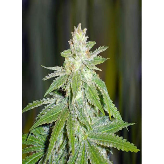 Devil Fruit 3 pz. fem. Medical Seeds