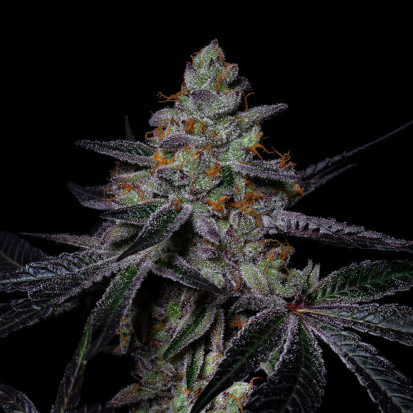 Diamond Dust 1 u. fem Pure Instinto