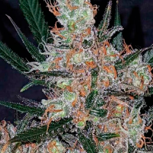 Diesel Berry Cough 5 u. fem. Garden of Green Seeds
